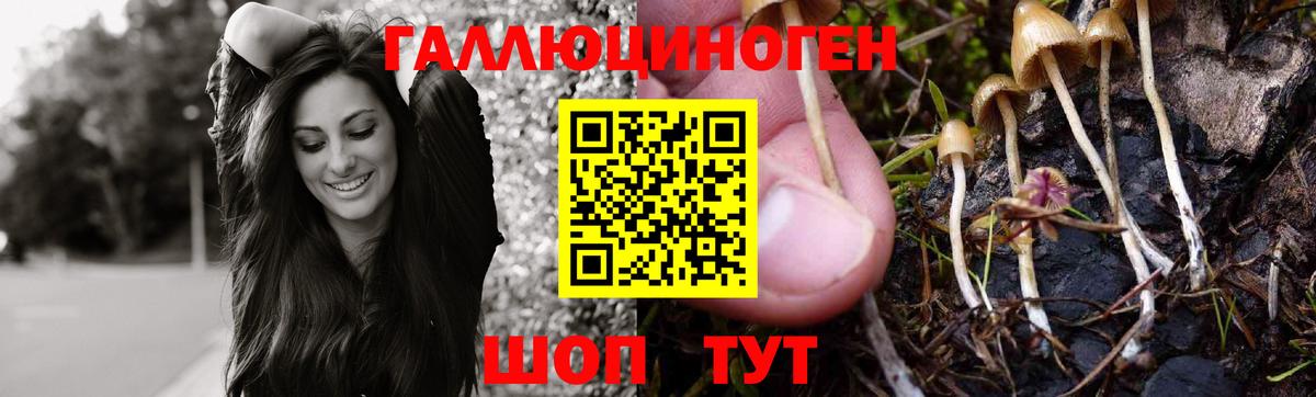 Псилоцибиновые грибы GOLDEN TEACHER  Вход с VPN  Липецк  Псилоцибиновые грибы Psilocybe 